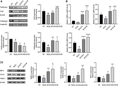 Smilax china L. Polysaccharide Alleviates Oxidative Stress and Protects From Acetaminophen-Induced Hepatotoxicity via Activating the Nrf2-ARE Pathway